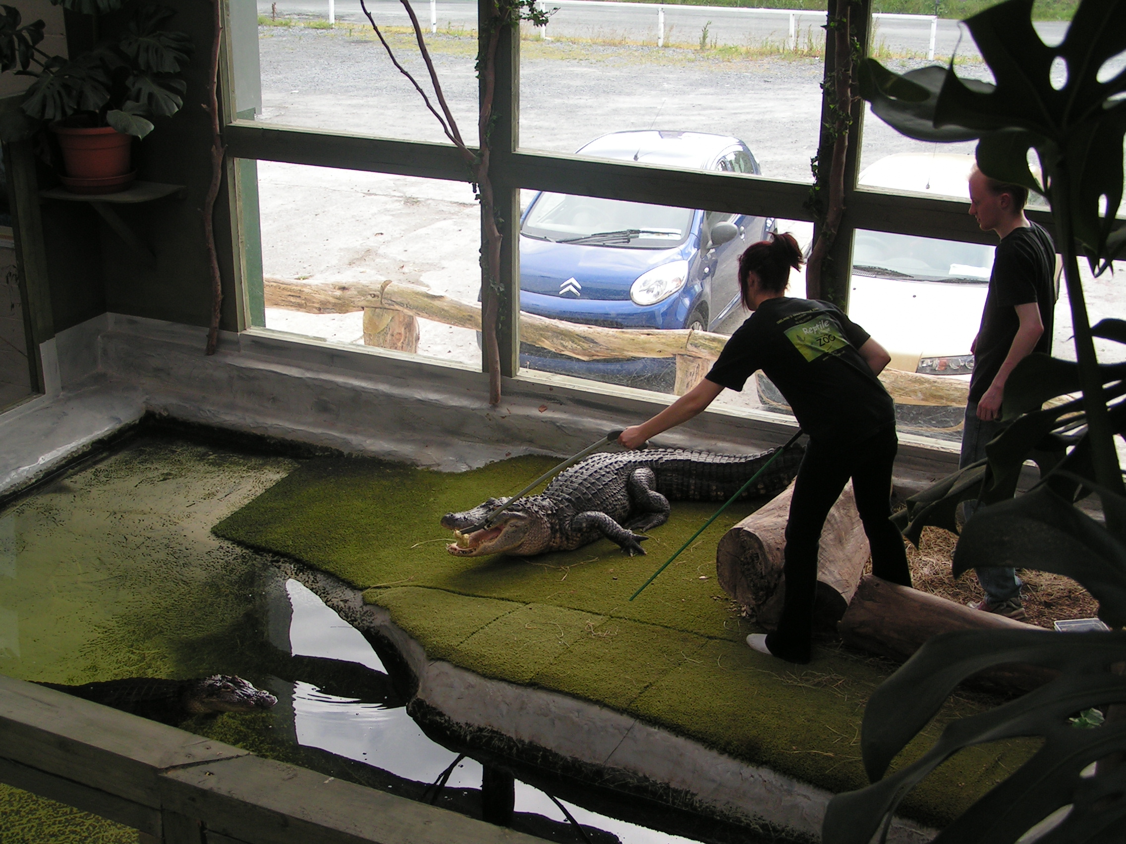 Megan Colin Alligator Feed