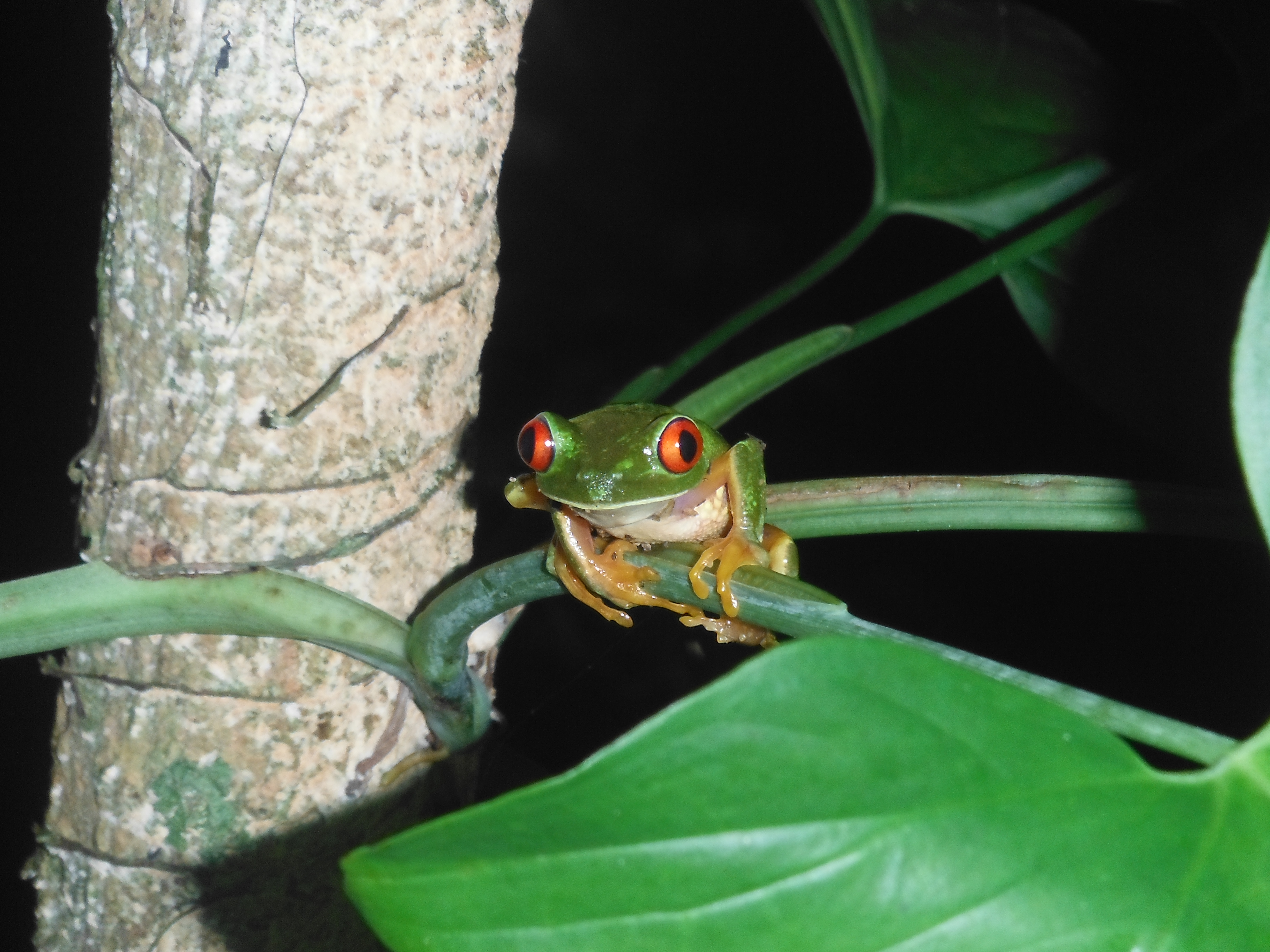 red eye tree frog