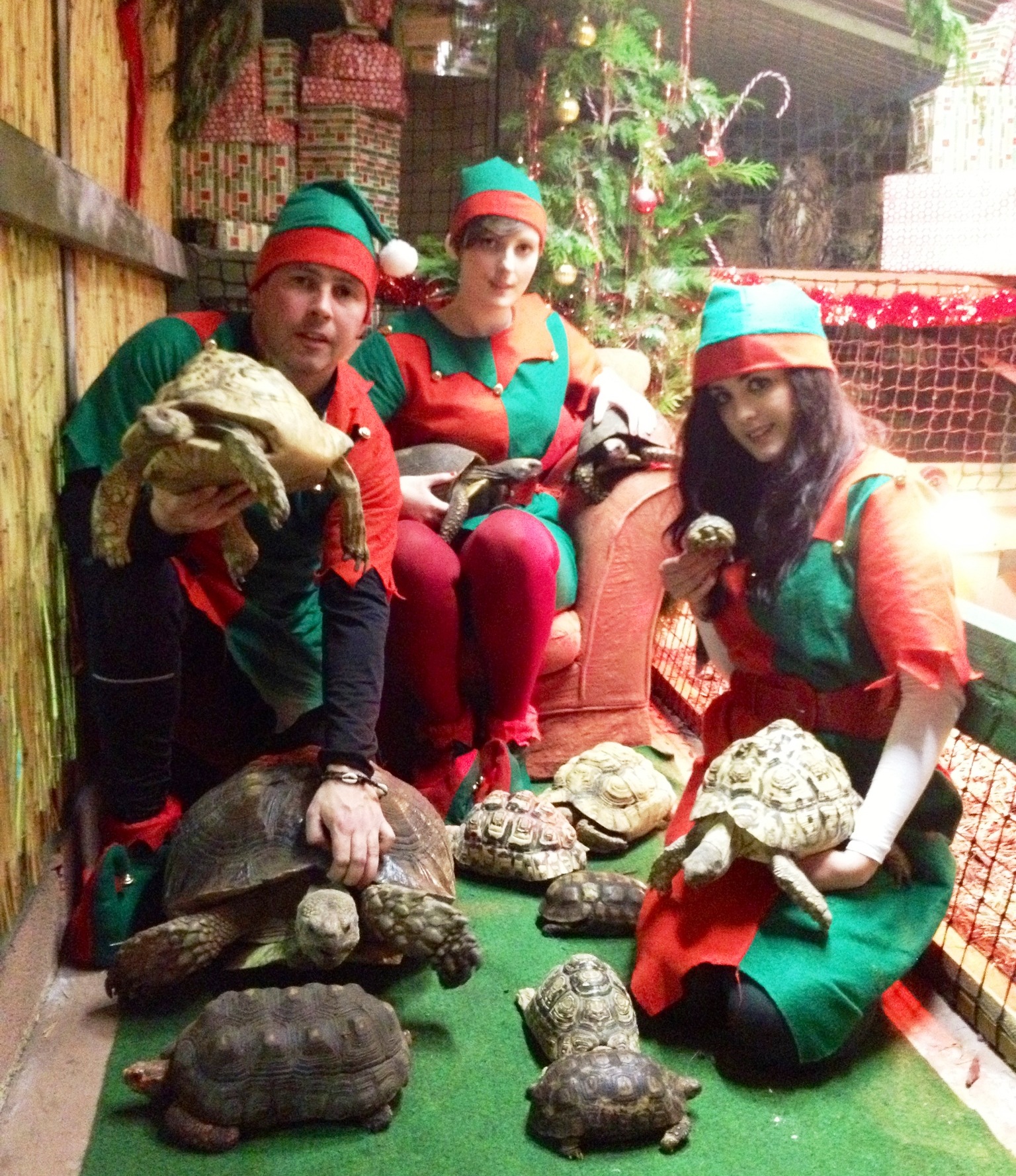 Day 12 - Tortoise Munching